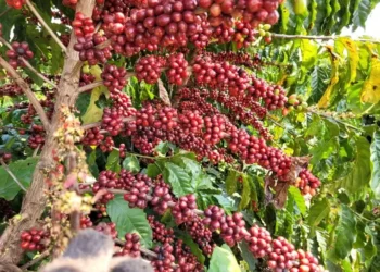 Café conilon cultivado no oeste de São Paulo — Foto: Divulgação