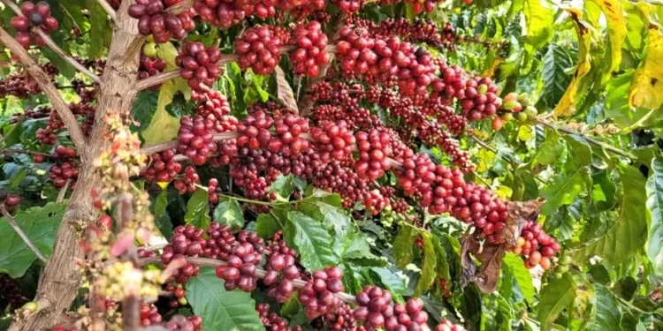 Café canéfora resiste a seca e calor, e ganha espaço no Estado de São Paulo