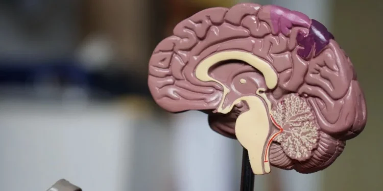 Novo teste de sangue pode revolucionar diagnóstico precoce do Alzheimer