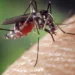 Dengue: SP, MG e PR concentram 73% dos casos
