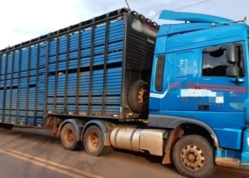 Diferença entre a carga e a GT motivou apreensão de carregamento de gado no Maranhão — Foto: Polícia Rodoviária Federal