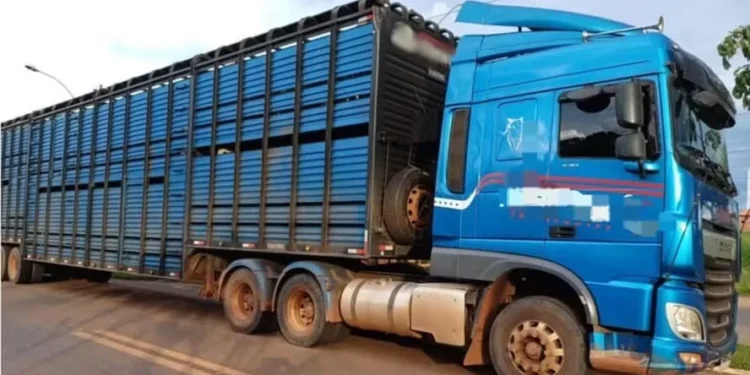 Diferença entre a carga e a GT motivou apreensão de carregamento de gado no Maranhão — Foto: Polícia Rodoviária Federal
