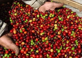 Café robusta — Foto: Globo Rural/Tv Globo