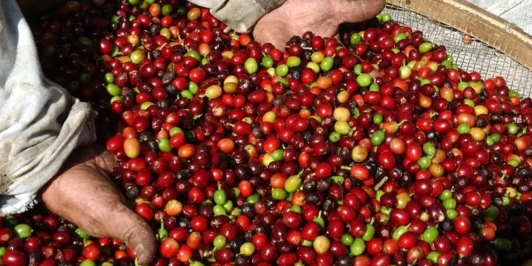 Riscos e vantagem competitiva: entenda como ‘tarifaço’ de Trump pode impactar setor cafeeiro no Brasil