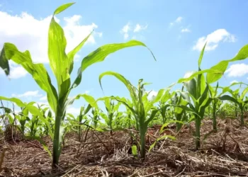 Estiagem impediu o término do plantio do milho em algumas áreas — Foto: Jaelson Lucas / AEN