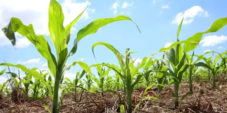 Seca em áreas de milho safrinha reduz estimativa para produção do grão
