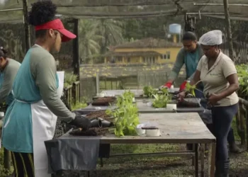 Mulheres trabalham no corte das hastes e na preparação das mudas de cacau no Instituto Biofábrica da Bahia (IBB) — Foto: Rogério Albuquerque/Globo Rural