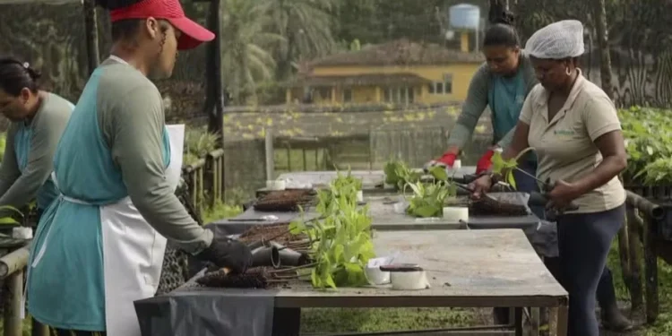 Fazenda na Bahia se torna o maior centro de mudas de cacau do mundo