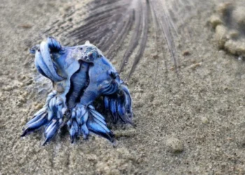 Molusco pelágico tem formas e cores vibrantes e ""pegam emprestado"; espécie aparece nas praias quando o vento e as correntes marinhas estão direcionadas para a costa • Reprodução/Arquivo Pessoal