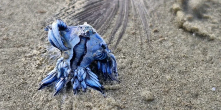 Molusco pelágico tem formas e cores vibrantes e ""pegam emprestado"; espécie aparece nas praias quando o vento e as correntes marinhas estão direcionadas para a costa • Reprodução/Arquivo Pessoal