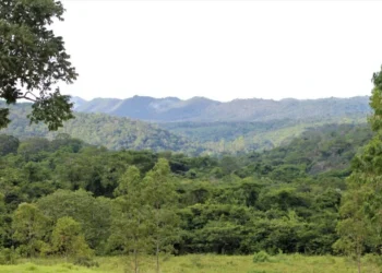 Boletim Mensal nº 7 do Desmatamento no Tocantins destaca registros do período de janeiro a março de 2025, ocorrências por microrregiões e comparação ao ano passado_Foto Marcel de Paula-Governo do Tocantins