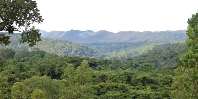 Governo do Tocantins registra redução de 36,5% de área desmatada em bioma Cerrado no 1º trimestre