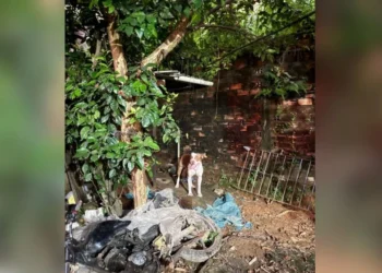 Cachorro atacou criança que estava com cuidadora enquanto a mãe trabalhava • Reprodução