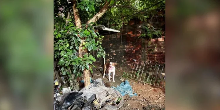 Bebê morre após ser atacado por pitbull em Pernambuco