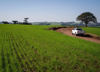 Conab aponta diminuição de 9,3% na área destinada ao trigo em 2025 — Foto: Marcelo Curia