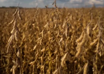 Mercado nacional de soja vem de vários dias de alta nas cotações — Foto: Wenderson Araújo/CNA