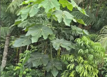 Extrato da planta 'pau-de-balsa' (Ochroma pyramidale) é mais barato e ecologicamente correto do que os métodos tradicionais de garimpo do ouro — Foto: Divulgação/Fapeam