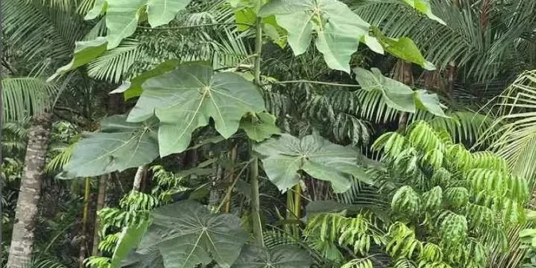 Planta nativa da Amazônia pode substituir o mercúrio na exploração de ouro