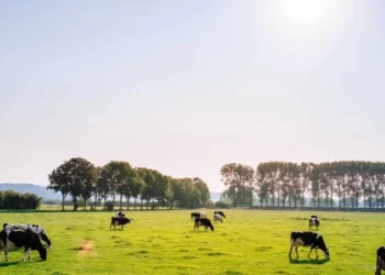 Fatores climáticos e safras menores de soja e milho estão entre os motivos para o recuo da agropecuária no PIB do segundo trimestre deste ano. • Leon Ephraïm/ Unsplash