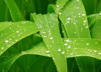 Papéis com entrega para julho são negociados a US$ 4,9125 por bushel — Foto: Canva/Creative Commons