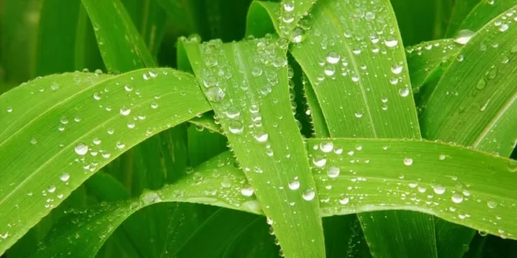 Milho sobe na bolsa de Chicago devido a chuvas intensas nos EUA