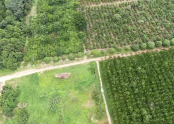 “O sucesso das iniciativas depende de parcerias locais, regionais e federais”, segundo Natália Leite — Foto: Ronaldo Rosa/Embrapa