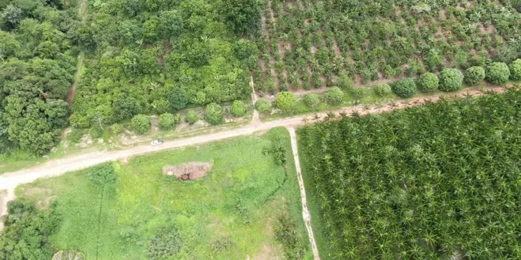 “O sucesso das iniciativas depende de parcerias locais, regionais e federais”, segundo Natália Leite — Foto: Ronaldo Rosa/Embrapa