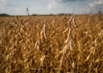 Plantio de Soja — Foto: Wenderson Araújo/CNA