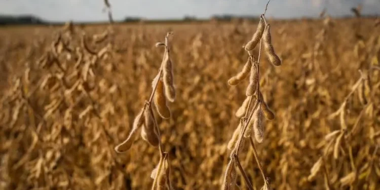 Agricultores e tradings divergem sobre futuro da Moratória da Soja