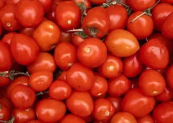 Calor intenso e as chuvas constantes no campo atrapalharam a cultura dos tomates no primeiro trimestre • Getty Images