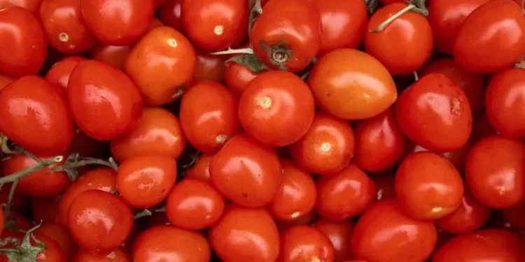 Calor intenso e as chuvas constantes no campo atrapalharam a cultura dos tomates no primeiro trimestre • Getty Images