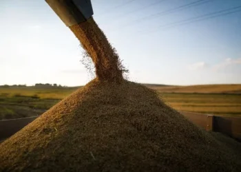 No ano, as vendas brasileiras de arroz ao exterior cresceram 19,5% — Foto: Wenderson Araújo / CNA