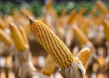 Demanda firme mantém os preços do milho em alta até a entrada da safrinha brasileira no circuito comercial — Foto: Wenderson Araújo/CNA