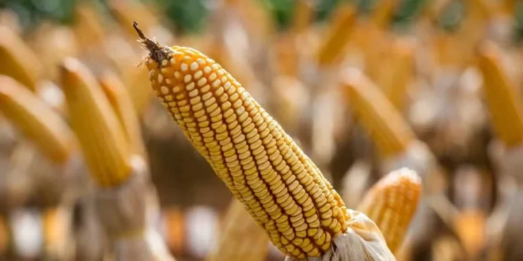 Milho e trigo sobem na abertura da bolsa de Chicago