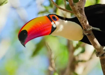 Integrante da família Ramphastidae, a ave é originária da região que se estende do México até a Argentina — Foto: Getty Images