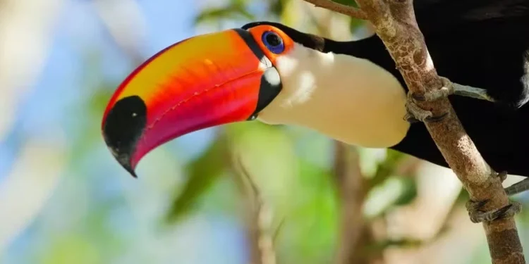 Integrante da família Ramphastidae, a ave é originária da região que se estende do México até a Argentina — Foto: Getty Images