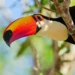 Como criar tucano, ave curiosa e inteligente