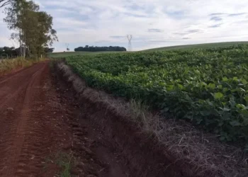 Situação fundiária no Brasil é complexa e pode dificultar participação do agro no mercado de carbono — Foto: Marcelo Beledeli / Globo Rural