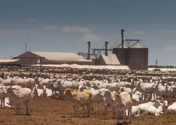 Administrado pela Ademicon, consórcio para compra de bois do Agrobank prevê duas estratégias para o pecuarista — Foto: Wenderson Araujo/CNA