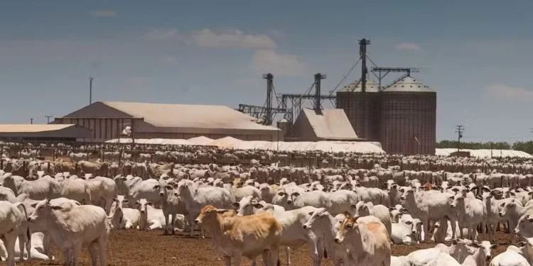 Administrado pela Ademicon, consórcio para compra de bois do Agrobank prevê duas estratégias para o pecuarista — Foto: Wenderson Araujo/CNA