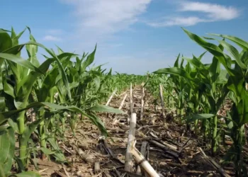 USDA prevê que a área plantada com milho nos EUA deve crescer 5,2% na safra 2025/26 — Foto: USDA