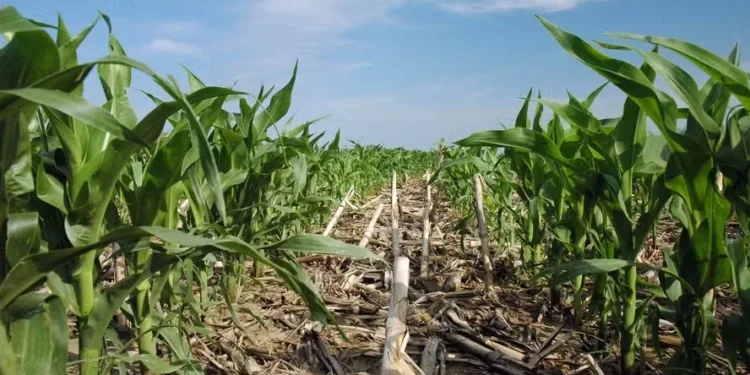 USDA prevê que a área plantada com milho nos EUA deve crescer 5,2% na safra 2025/26 — Foto: USDA