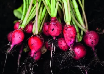 Rabanete pode ser colhido um mês depois do plantio — Foto: Getty Images