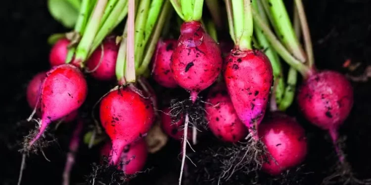 Rabanete pode ser colhido um mês depois do plantio — Foto: Getty Images