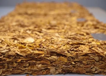 No primeiro trimestre de 2025, o Brasil embarcou 104 mil toneladas de tabaco — Foto: SindiTabaco/Divulgação