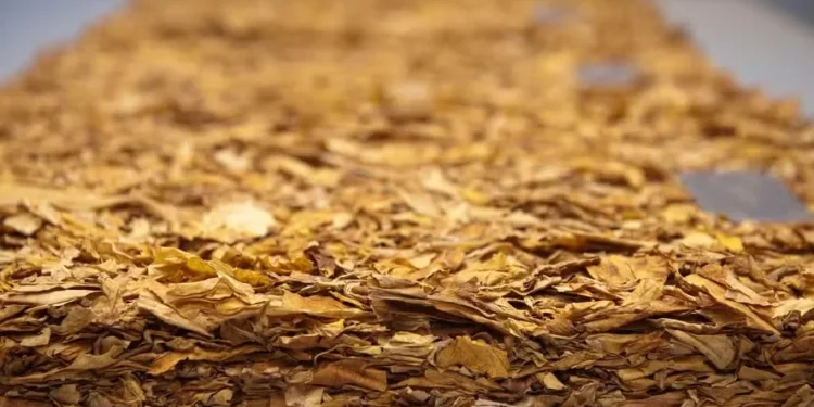 Brasil deve ultrapassar US$ 3 bilhões em exportação de tabaco em 2025