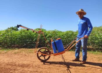 Prefeitura de Palmas capacita produtores rurais da região do São João e Mariana sobre plantio de mandioca com transferência de tecnologia
