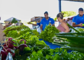 Prefeitura de Palmas realiza cadastro de comerciantes para feiras da Capital durante Agrotins 2025