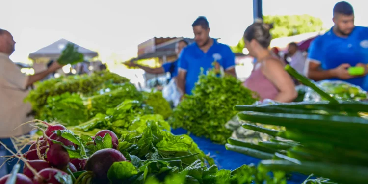 Prefeitura de Palmas realiza cadastro de comerciantes para feiras da Capital durante Agrotins 2025