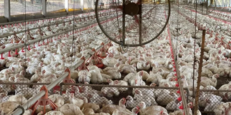 Tocantins descarta gripe aviária e plantel segue livre de doenças